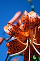 Michigan Lily, Lilium michiganense