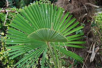 Trachycarpus fortunei