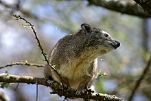 Tree-hyrax.jpg