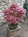 Red cultivar of A. palmatum used for bonsai