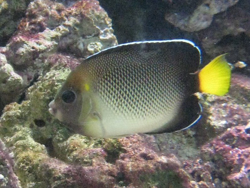 File:Apolemichthys xanthurus.JPG