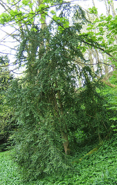 Archivo:Buxus sempervirens.jpg