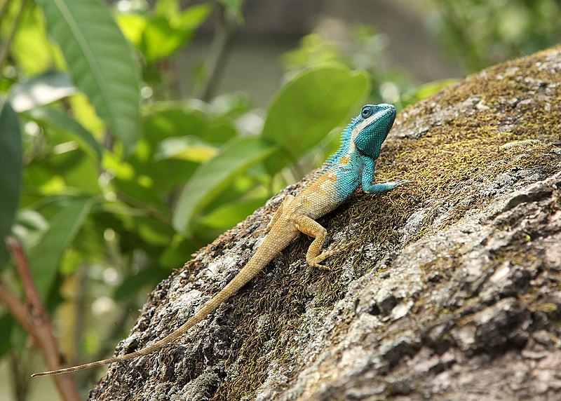 Файл:Calotes mystaceus manipur.JPG