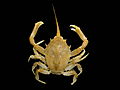 Masked crab, Corystes cassivelaunus