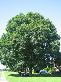 A Croxley Oak in summer; Wikishire logo