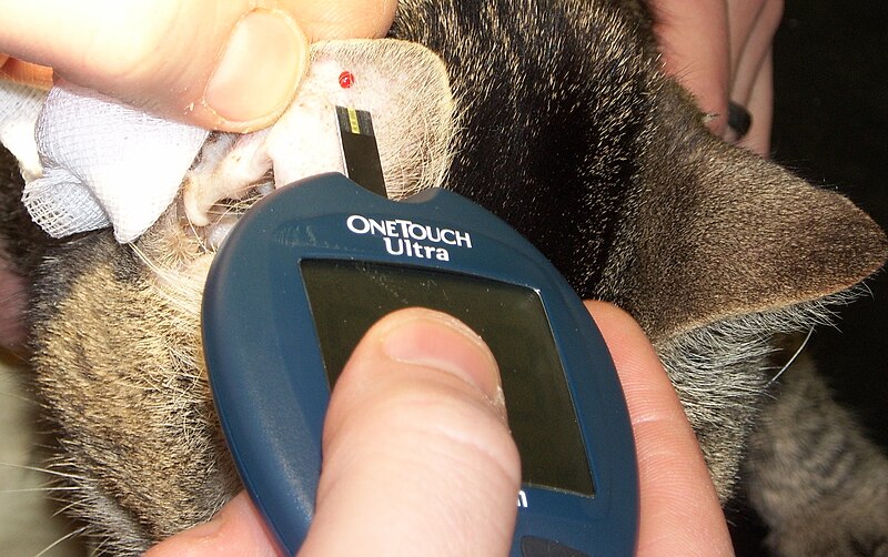 Archivo:Glucose-measurement-cat.jpg