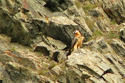 Gypaetus barbatus - 2014, Gran Paradiso National Park (Aosta Valley - Italy)