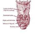 Thyroid