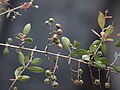 A branch of henna tree in Malaysia