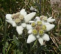 Late season version with "fat" appearance from flowered-out central floret-pods and from longer petal-"fuzz".[12] Specimen found in the Stubai Alps.[13]