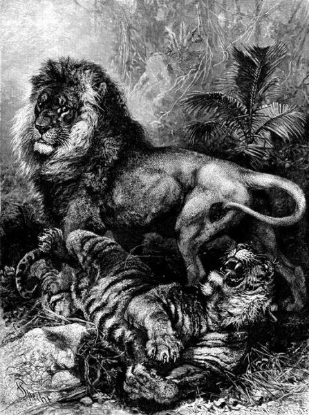 File:Lion and Tiger.jpg