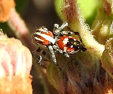 Nycerella delecta (3367727).JPG