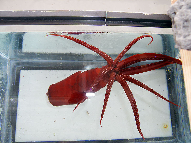 File:Octosquid.jpg