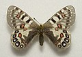 Parnassius hardwickii