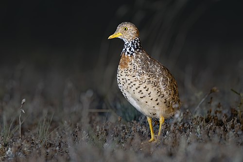 Plains-wanderer