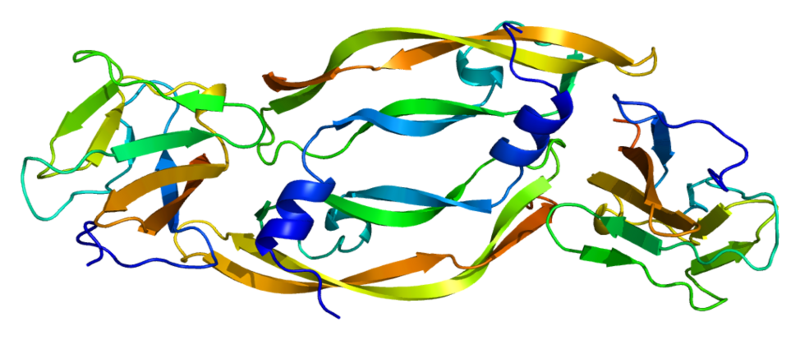 File:Protein FLT1 PDB 1flt.png