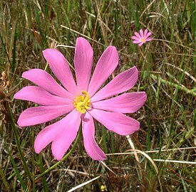 Sabatia dodecandra