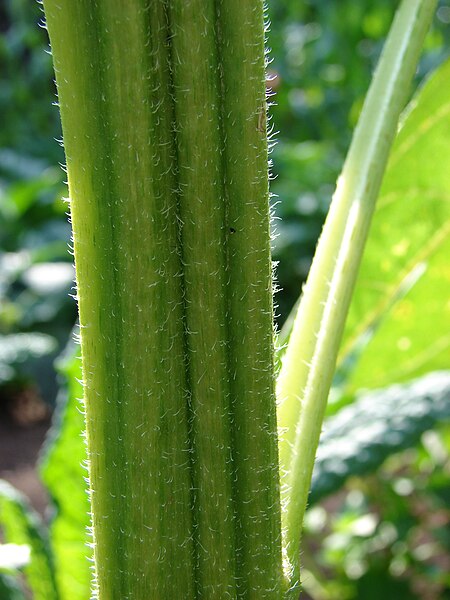 Файл:Starr 080914-9913 Helianthus annuus.jpg