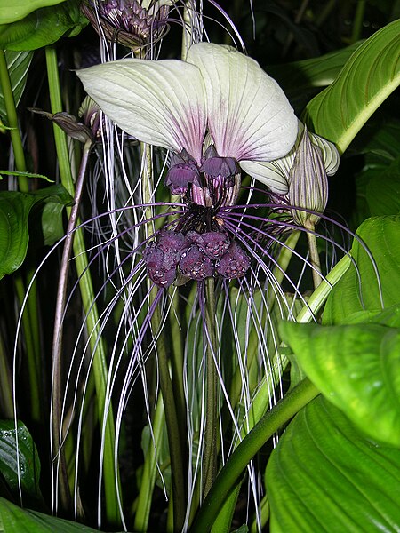 Файл:Tacca integrifolia2163256277.jpg