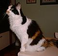 A calico cat, my mom's favorite kind.