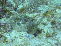 A yellow stingray resting on a reef in Miami, Florida.