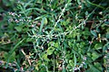 Common Knotgrass, Polygonum aviculare