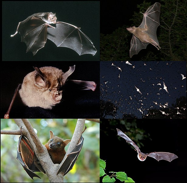 Archivo:Wikipedia-Bats-001-v01.jpg