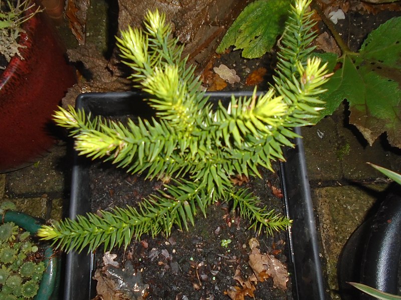 File:A young Araucaria araucana.jpg