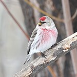 A. f. flammea, Quebec, Canada