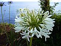 White flowers