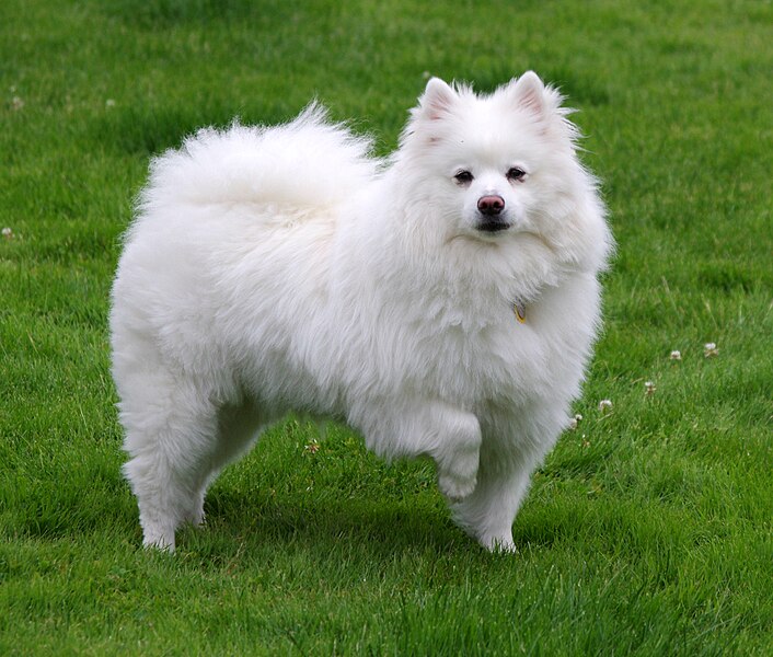 File:American Eskimo Dog 1.jpg