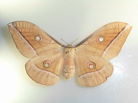 Antheraea godmani