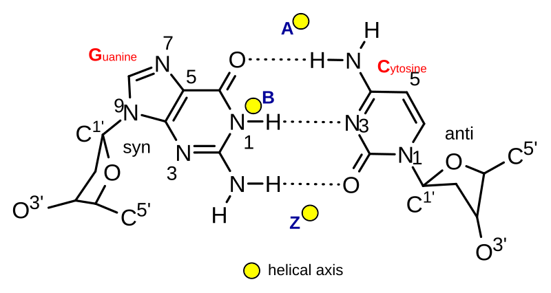 File:B&Z&A DNA formula.svg