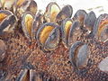 Closeup of an old cone, with follicles open.