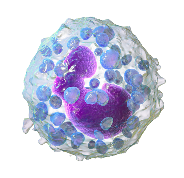 File:Blausen 0077 Basophil (crop).png