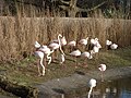 Greater flamingo (Phoenicopterus roseus)