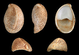 Crepidula fornicata（法语：Crepidula fornicata）