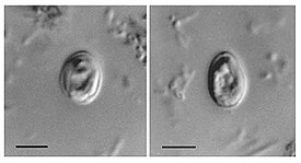 Ооцисты Cryptosporidium muris