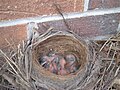 Chicks in a nest at the back of a greenhouse