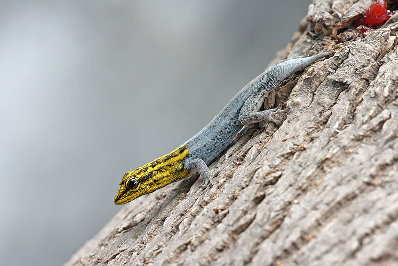 File:Dwarf Yellow-headed gecko edit.jpg