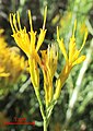 Discoid (having only disk flowers) flower heads of Ericameria nauseosa (rubber rabbitbrush)