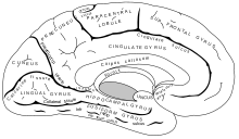 Cerebellum