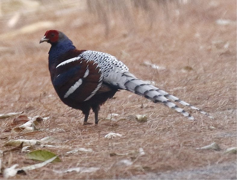 File:Hume’sPheasant.jpg