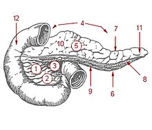 Drawing of the pancreas