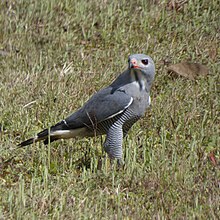 Kaupifalco monogrammicus 210881889.jpg