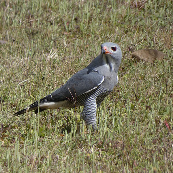 File:Kaupifalco monogrammicus 210881889.jpg