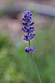 Lavandula angustifolia flower