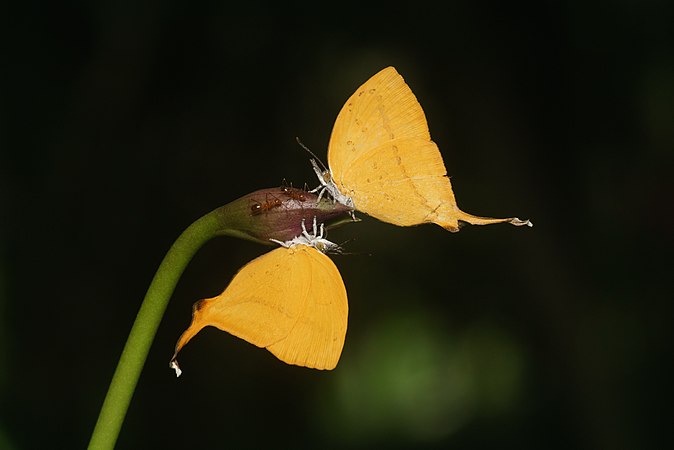 圖為Loxura atymnus（英语：Loxura atymnus），一種原產於亞洲的灰蝶科蝴蝶，正在吸食一株受長足捷蟻所刺激的紫花苞舌蘭的花蜜。