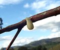 The sticky seed of the mistletoe on a branch