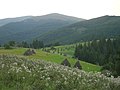 Montane hay meadows with haystacks.